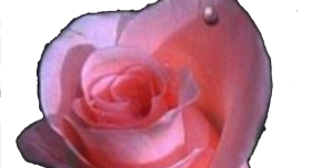 manfaat obat bunga mawar | medusa
