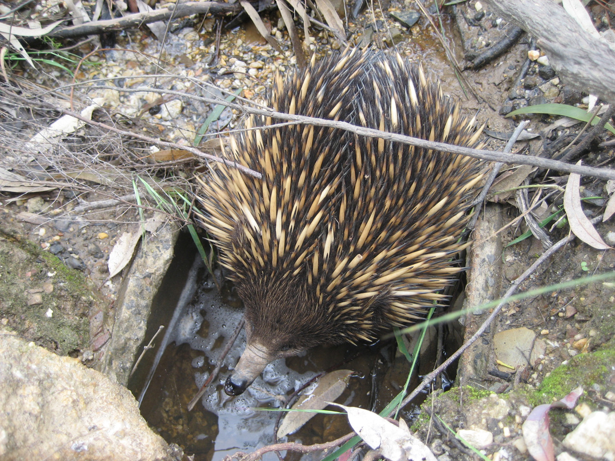 Echidna Food Web