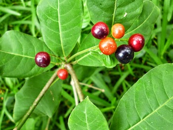 fruits and leaves of Wal Ekaweriya - Rauvolfia tetraphylla