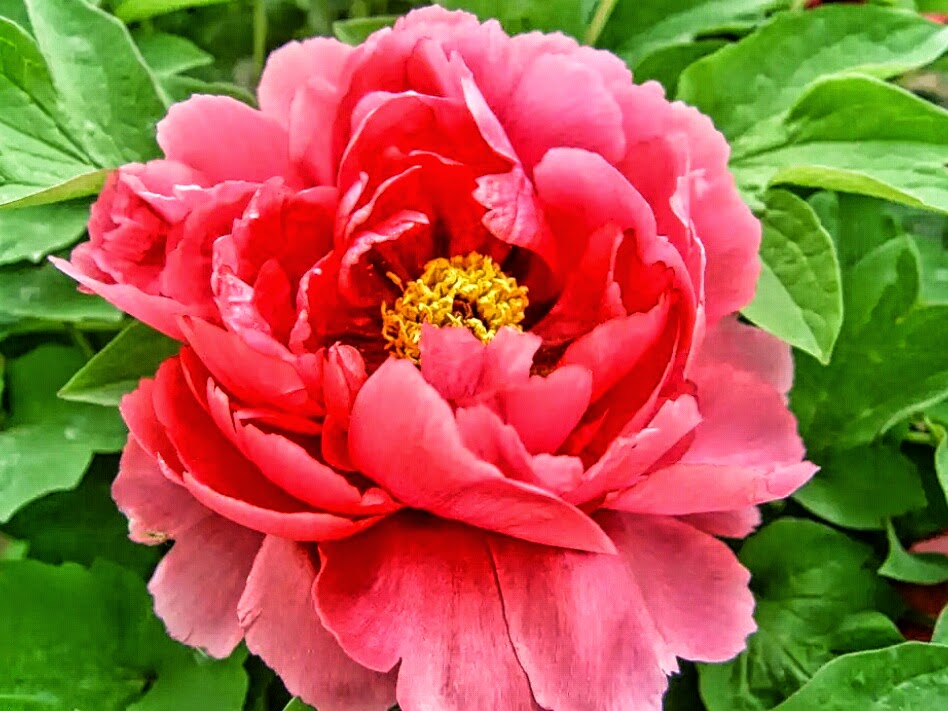 Lovely Wanko Blog 5月17日の誕生花 Lovely Wanko Blog 5月17日の誕生花
