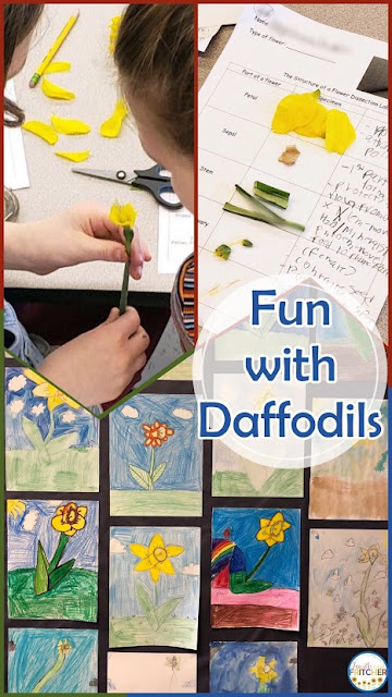 daffodil dissection elementary classroom