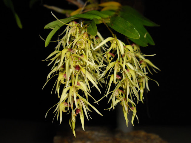 Kết quả hình ảnh cho Dendrobium denudans D. Don