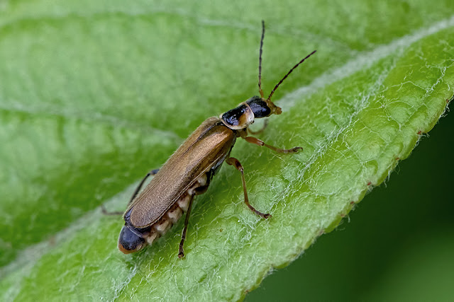 Cantharis decipiens a soldier beetle