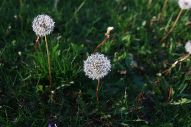 dandelion photo