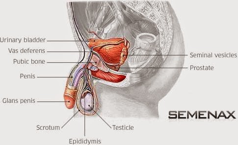 Hasil Kerja Semenax™ Original Obat Penyubur Sperma 