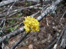 Tiny Woodland Wonders