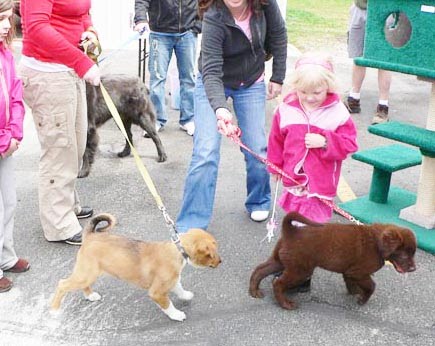 puppies and dogs together. puppies and dogs together.