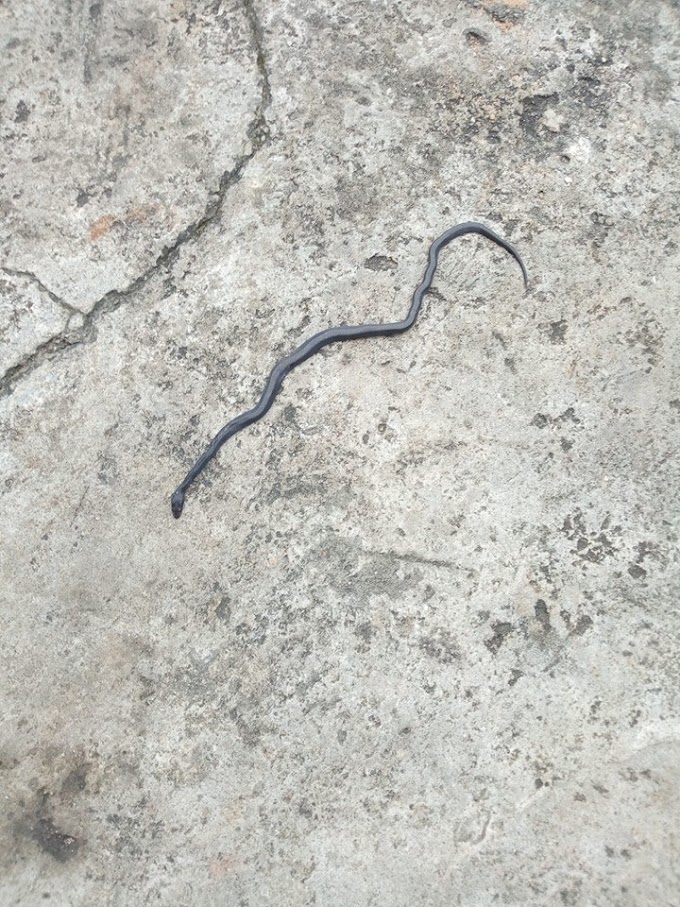 2-year-old boy kills snake while playing at home