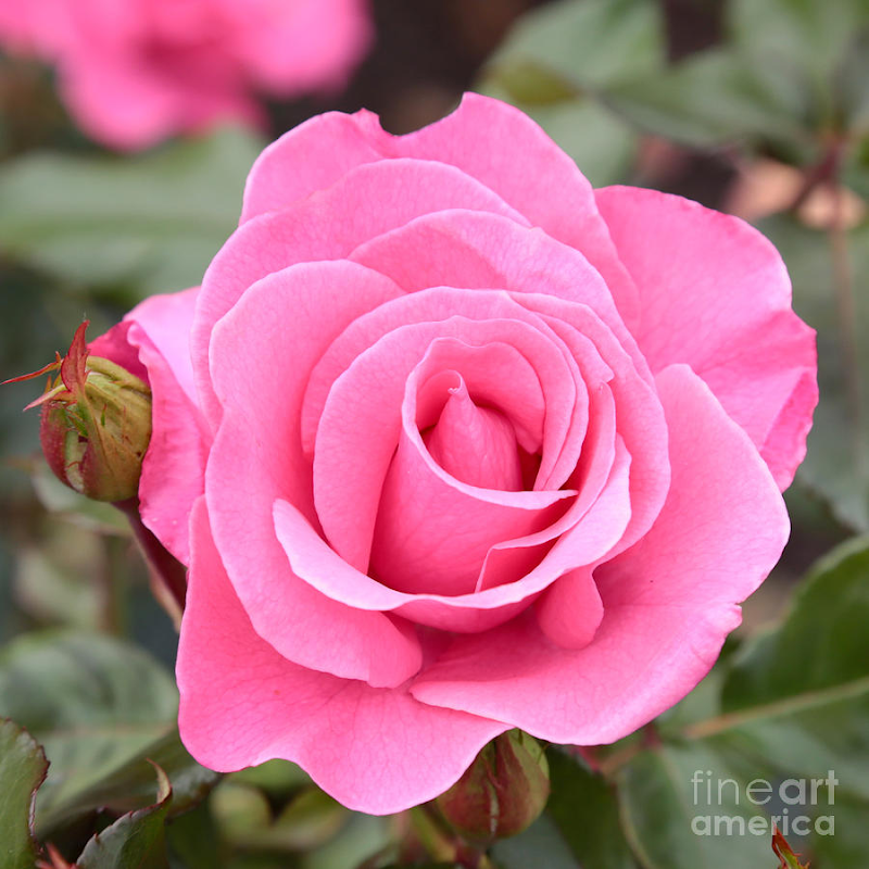 18+ Top Bunga Mawar Indah Pink