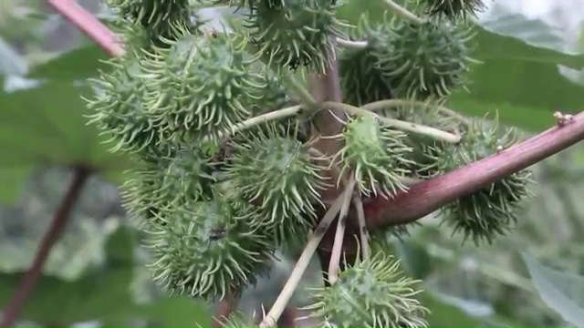 Most Poisonous Plants, Castor Bean