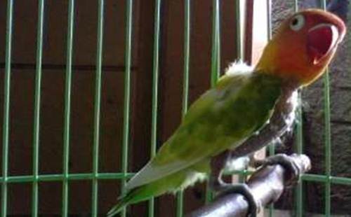 http://miefbird.blogspot.com/2016/07/cara-mengatasi-bulu-burung-lovebird.html