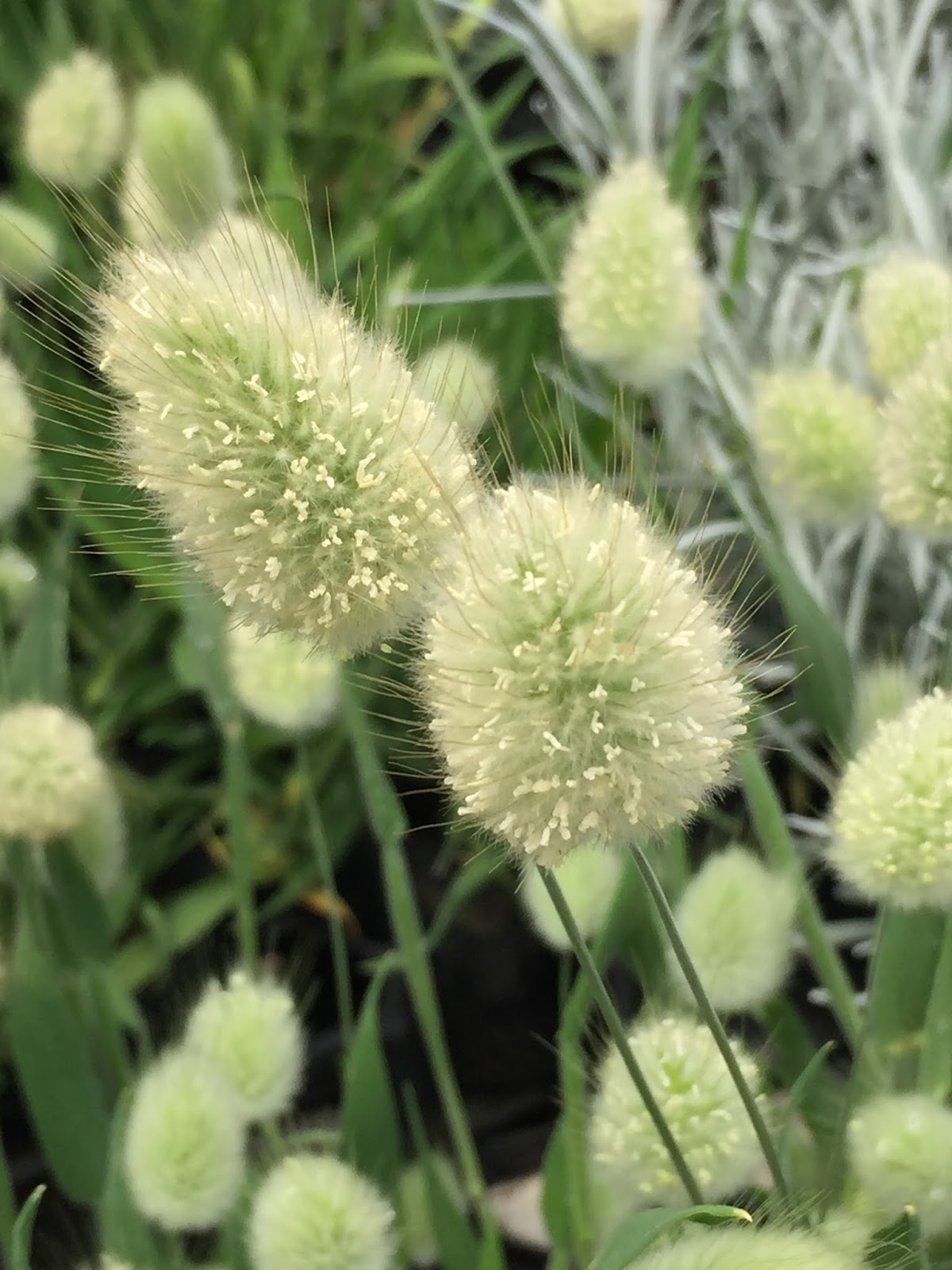 すべての花の画像 トップ100猫じゃらし 似てる 植物 すべての花の画像 トップ100猫じゃらし 似てる 植物