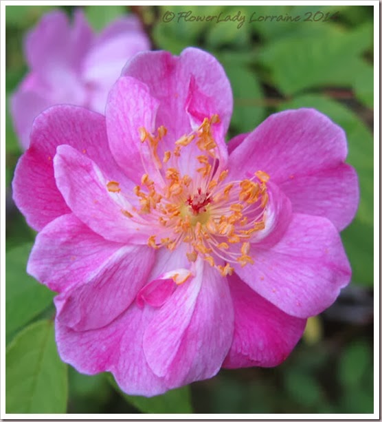 02-27-mm-laurette-messimy3