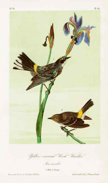 Audubon Bird