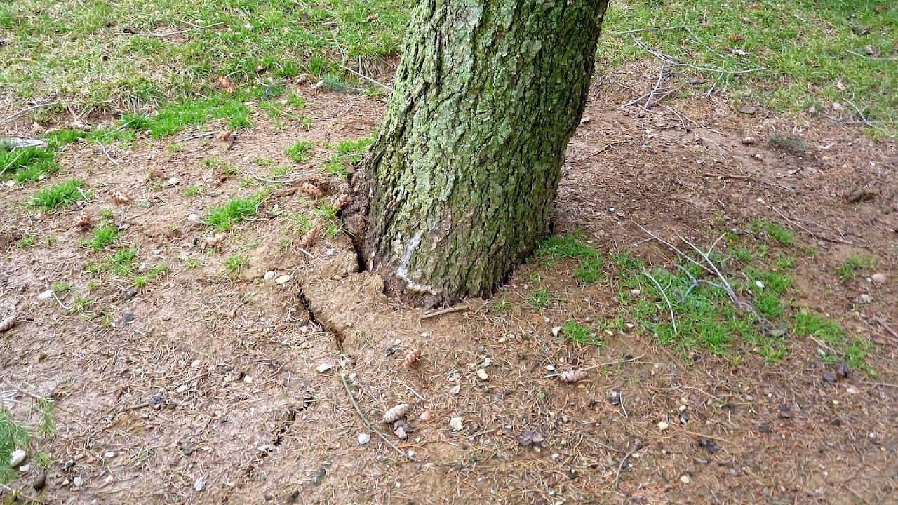 How To Stake A Leaning Tree