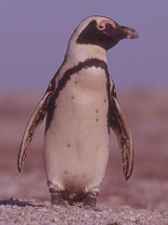 Foto Penguin Afrika (Spheniscus demersus)