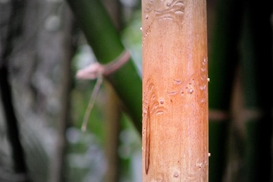 bamboo tres