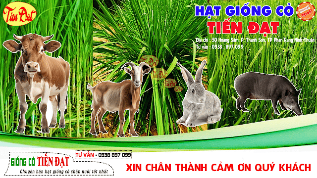 Mua hạt giống cỏ giá rẻ