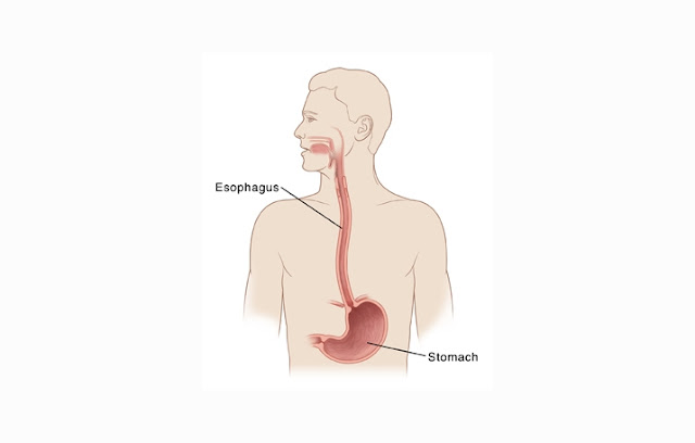 Esophagus Definition, Structure and Functions