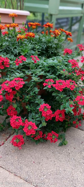 One Trailing Verbena