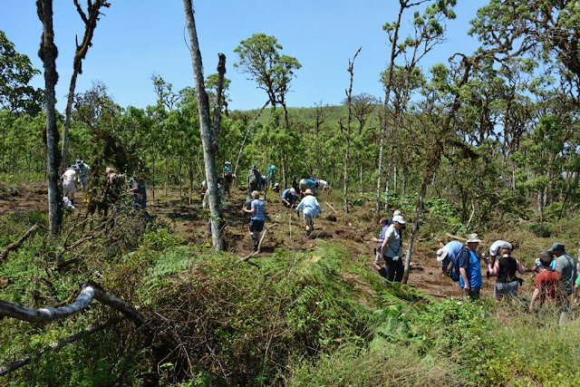 Santa Cruz Planting Trees