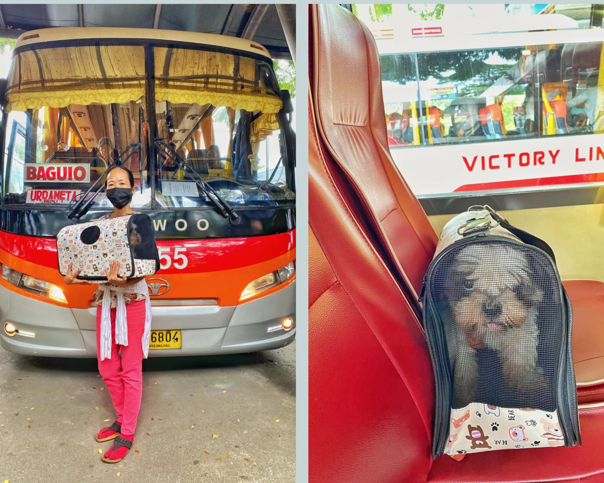 pet-friendly bus in manila philippines