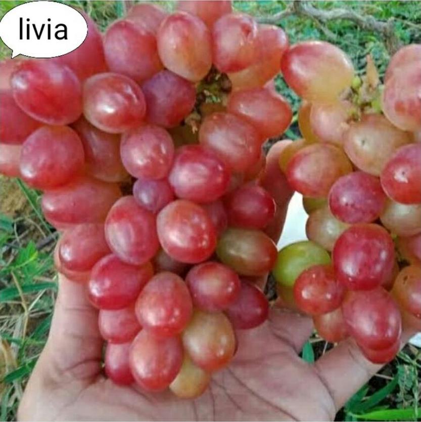 Anggur Impor Jawa Timur