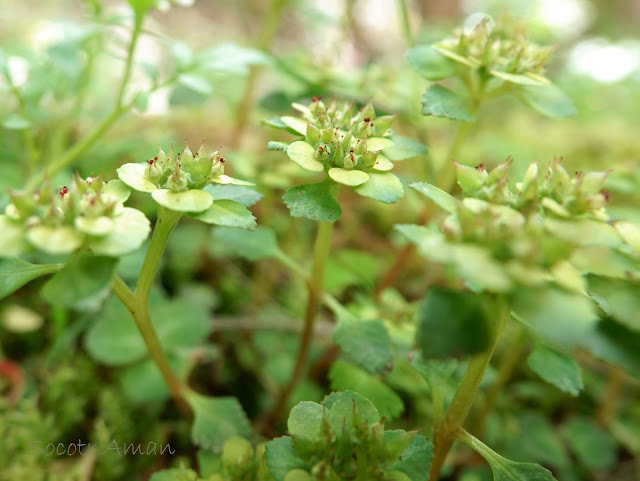 Chrysosplenium macrostemon