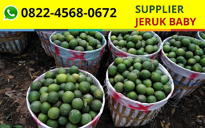 Agen Jeruk Baby Surabaya, Jual Jeruk Baby Surabaya, Distributor Jeruk Baby Surabaya, Supplier Jeruk Baby Surabaya, Grosir Jeruk Baby Surabaya, Penjual Jeruk Baby Surabaya