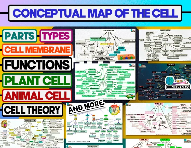 Concept map of the cell - types - parts - functions ▷ Download