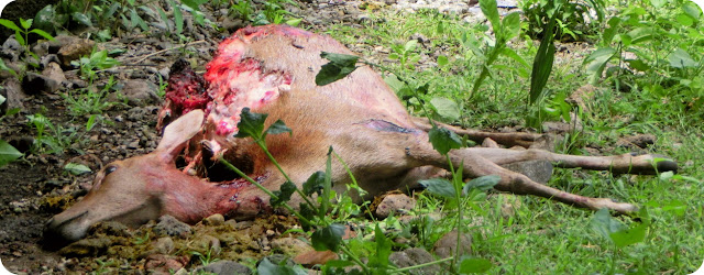 Akhirnya Ketemu Sang Dragon Di Dapur Pulau Komodo Nongkrong di Dapur bareng Komodo Dragon