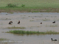 The Eurasian coot in at the lower right in this photo of Whjite-faced whistling ducks. Tanzania, Jan. 2018 - photo by Daniel St-Laurent