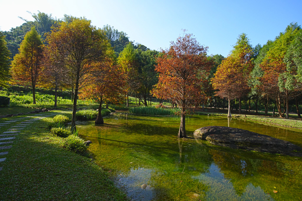 太平落羽松|太平苗圃裡面隱藏著湖光山色美麗倒影，近東汴國小