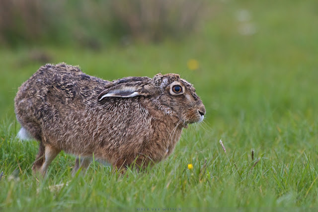 Haas - European Hare - Lepus europaeus 