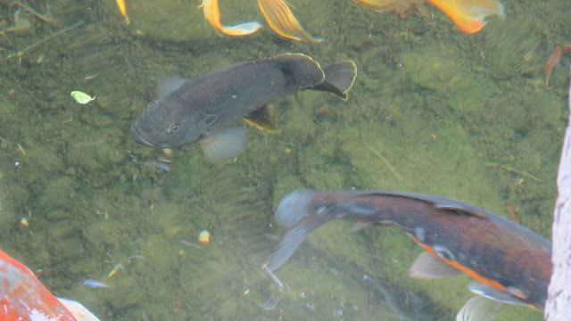 bluegill and koi in backyard pond