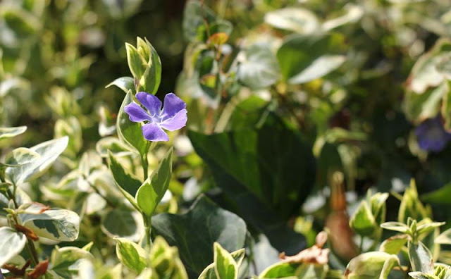 Vinca Major Variegata