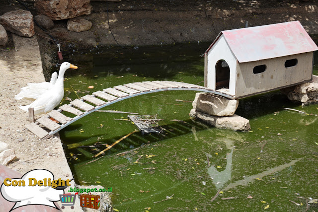 swan crossing a bridge