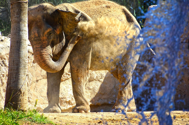 Elefanta Terra Natura