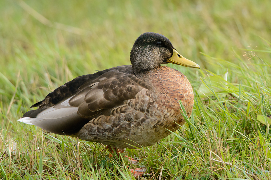 Sinikael-part, Anas platyrhynchos, Mallard, Greenhead, duck