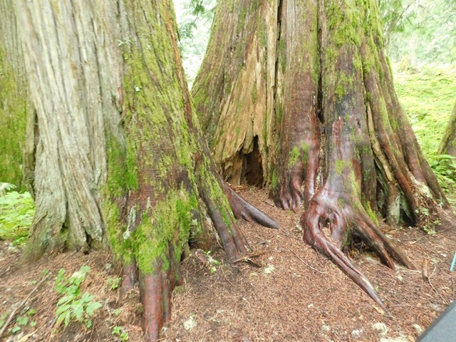 C101_CAN BC Ancient Forest_2018-08-12_DSCN2270