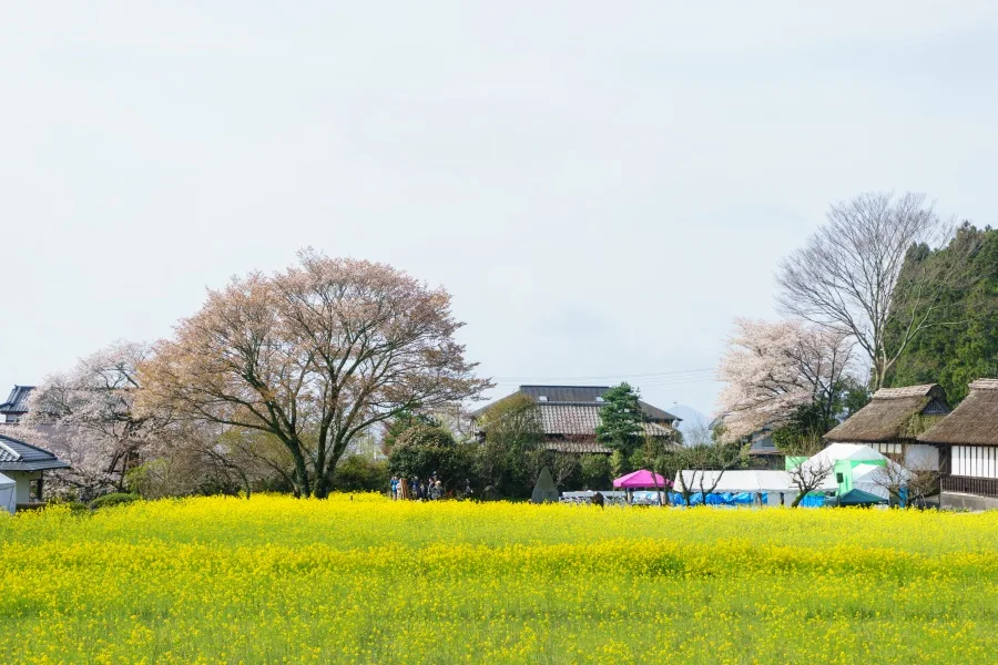 狩宿の下馬桜（静岡）周辺の菜の花