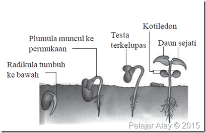 Epigeal