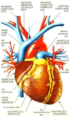 Imagen del corazón humano señalando sus partes para niños