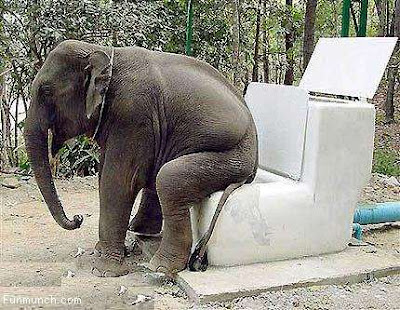 Funny Animals Picture - Elephant