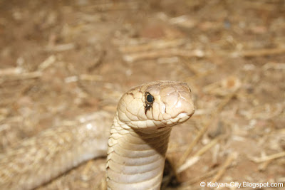 Baby Indian Cobra