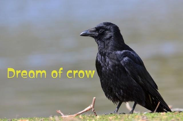 Carrion crow in dream meaning