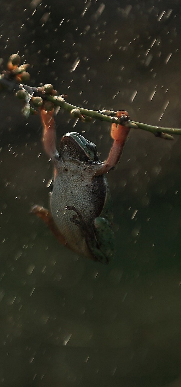 A frog weathering the storm.