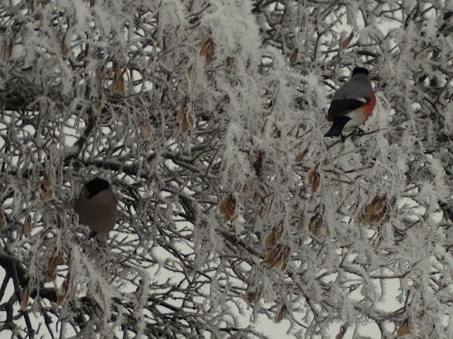 lingonberryhouse, frosty, winter, bullfinch, birs, lintu, kuura, talvi, punatulkku