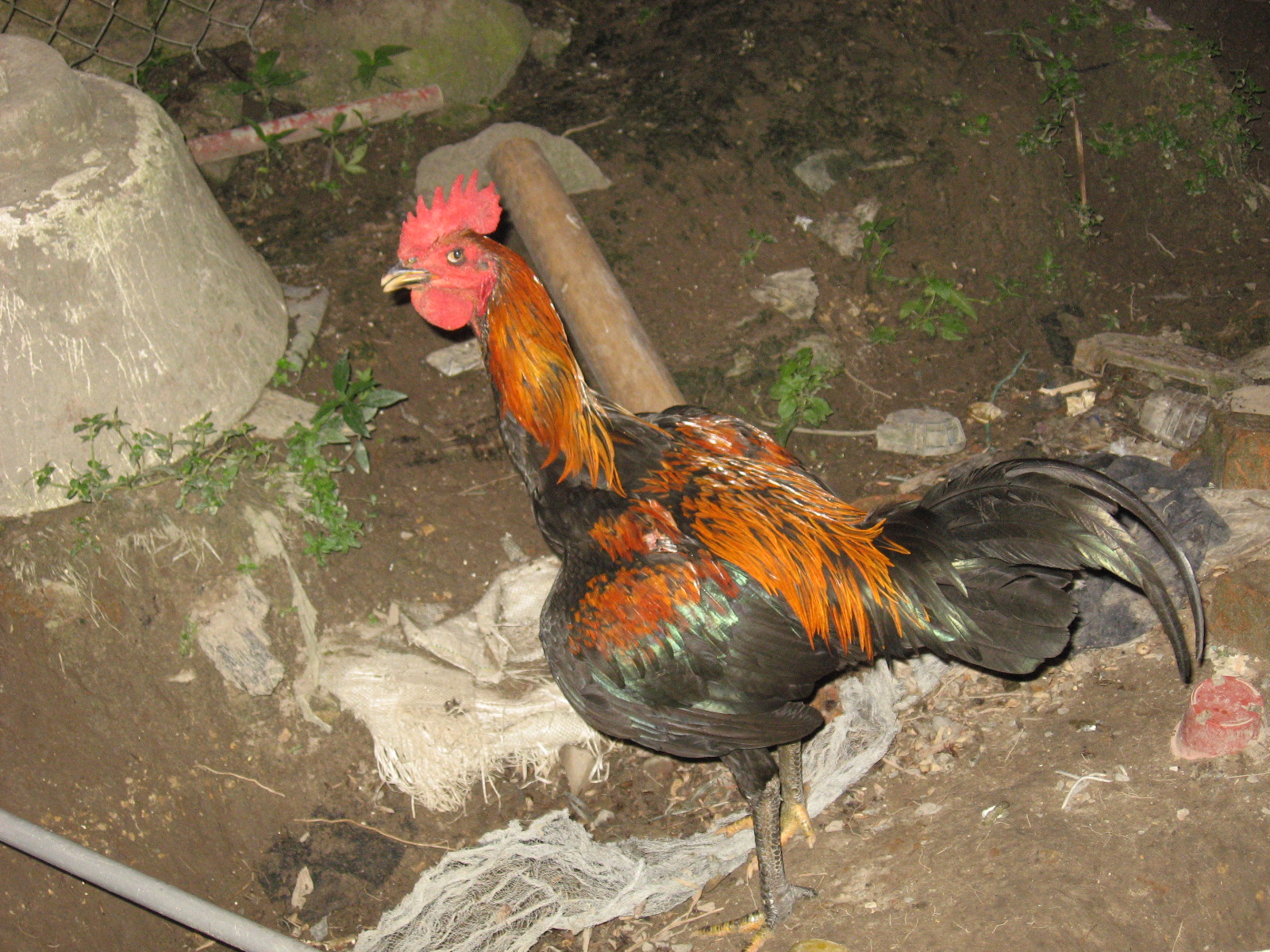  Ayam  Sabung koleksi gambar 