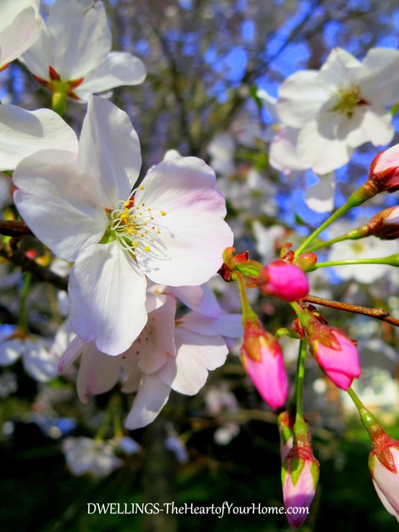 cherry blossoms